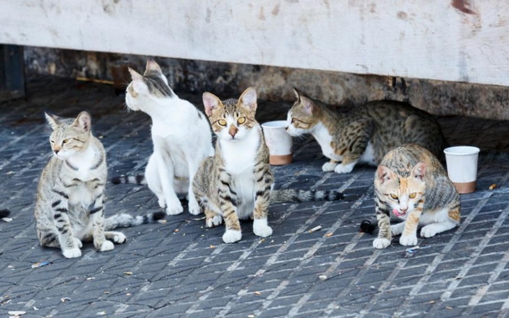 Zbiórka Dusznickie kocurki - zdjęcie główne
