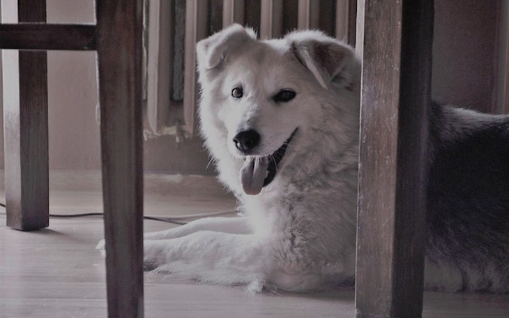 Zbiórka Walka o życie - Miśka - zdjęcie główne