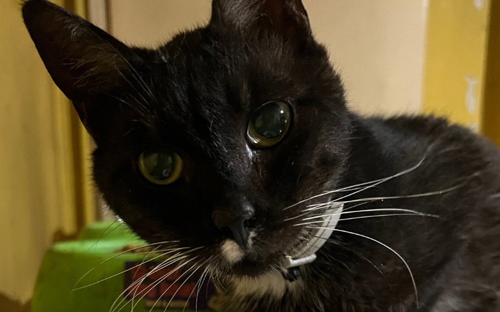 Czarny kot z wyrazistymi oczami, gotowy na przytulanie.