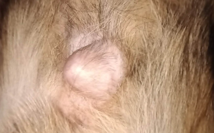 Zbiórka Pomóżcie mojemu Psu, Proszę wa - zdjęcie główne