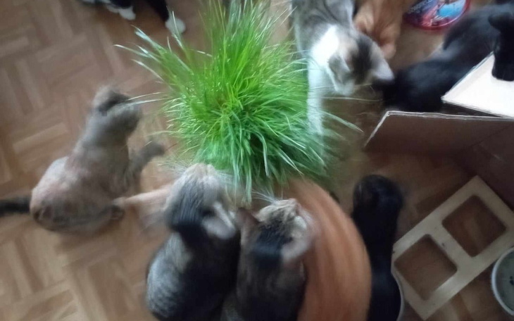 Grupa kotów bawiących się przy doniczce z trawą.