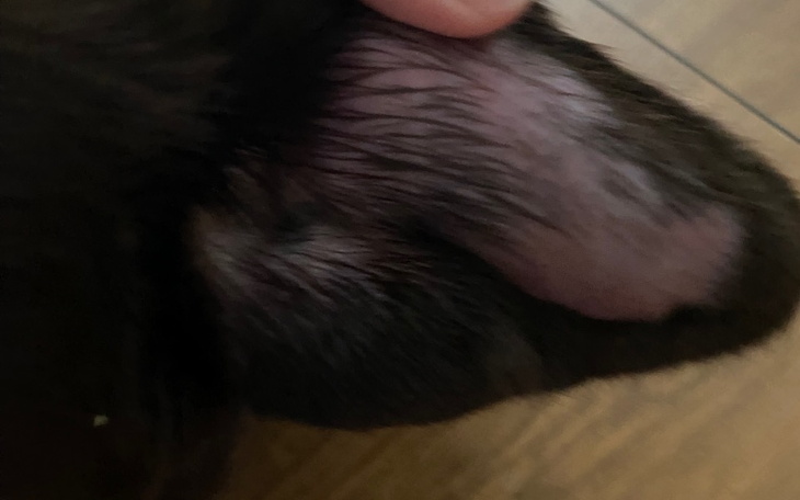 Zbiórka Leczenie krwiak ucha - zdjęcie główne