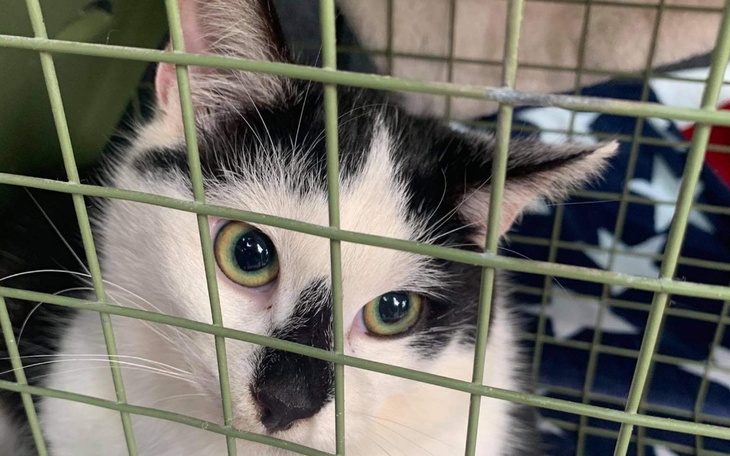 Kot w klatce, z dużymi, zielonymi oczami, patrzący na zewnątrz.