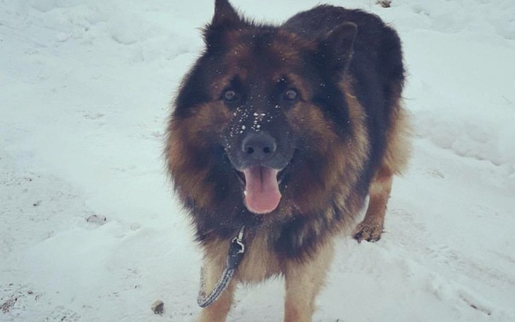 Zbiórka Podaruj Jangu drugie życie - zdjęcie główne