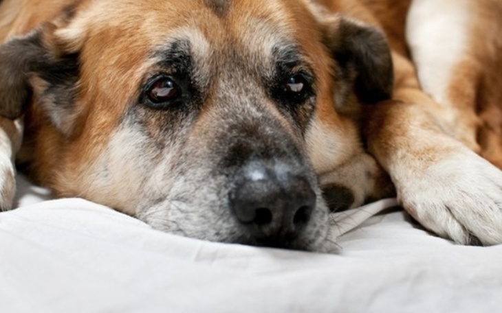 Zbiórka mój pies poczebuje operaci - zdjęcie główne