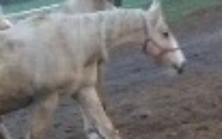 Zbiórka Wykup źrebaka - zdjęcie główne