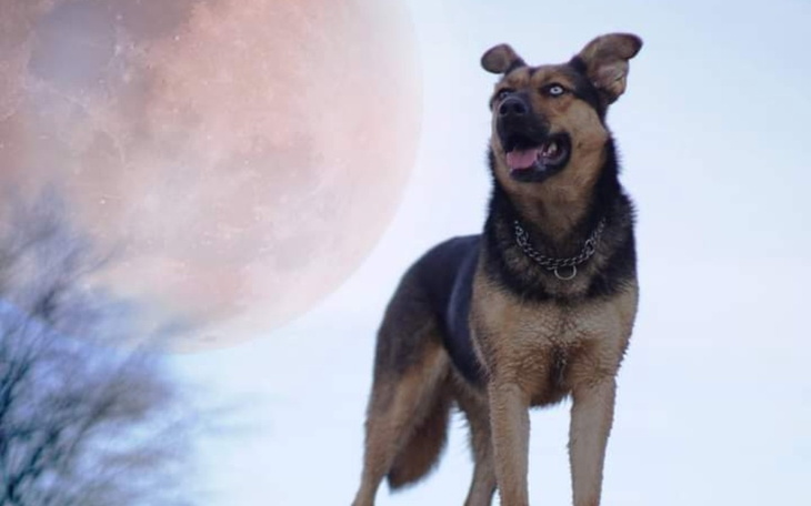 Zbiórka Bezpieczny dom dla Luny - zdjęcie główne