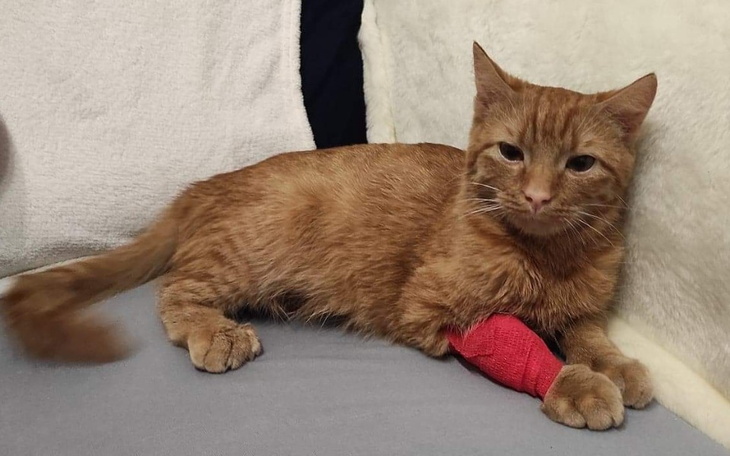 Zbiórka Pomóż Rudixowi pokonać FIP - zdjęcie główne