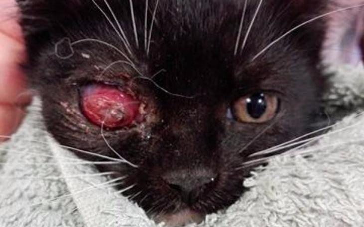 Zbiórka kotka COLA - potrzebuje pomocy! - zdjęcie główne