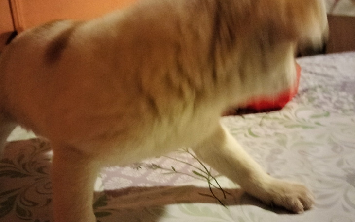 Szczeniak bawiący się na stole, z zamazanym tłem.