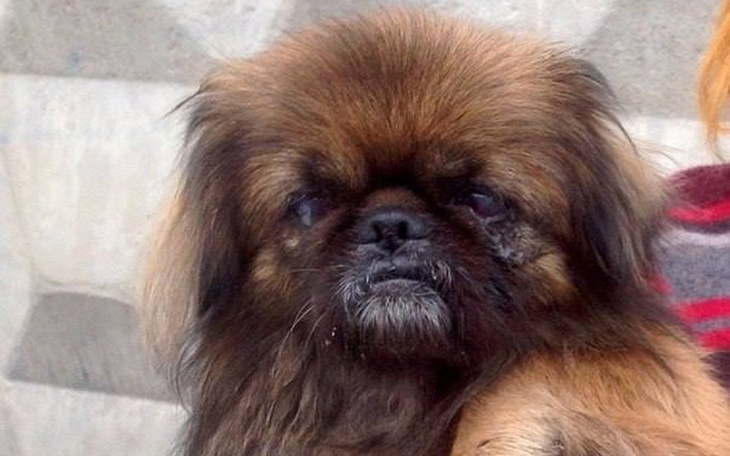 Mały pies z brązowym futrem i smutnym wyrazem twarzy.