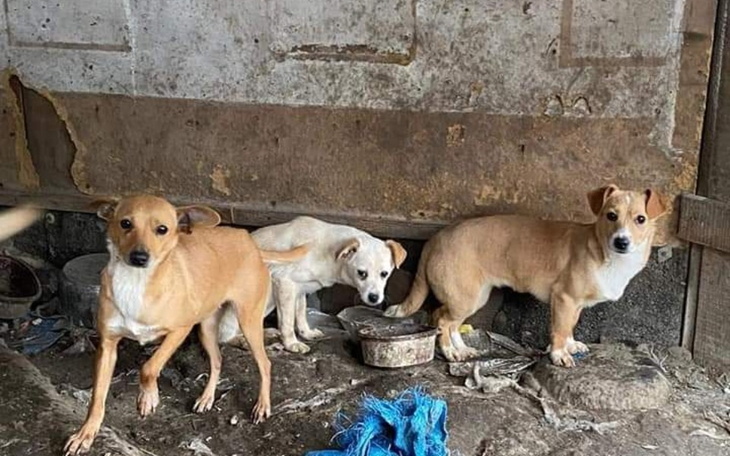 Zbiórka Kastracja dla suń z kurnika - zdjęcie główne