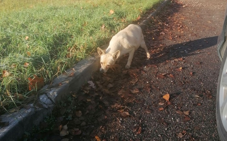 Zbiórka Ciężarna suczka prosi o pomoc - zdjęcie główne