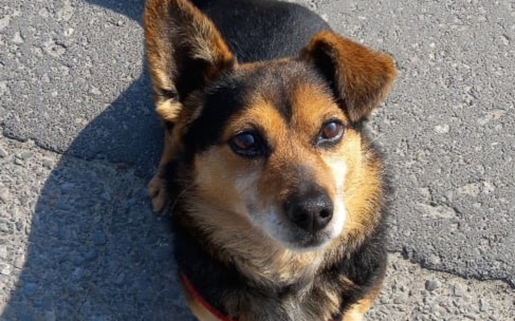 Pies leżący na drodze, z ciekawym spojrzeniem.