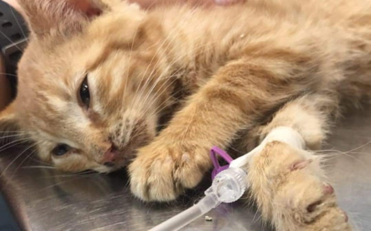 Zbiórka ZAATAKOWAŁ Zabrał już Filemona - zdjęcie główne