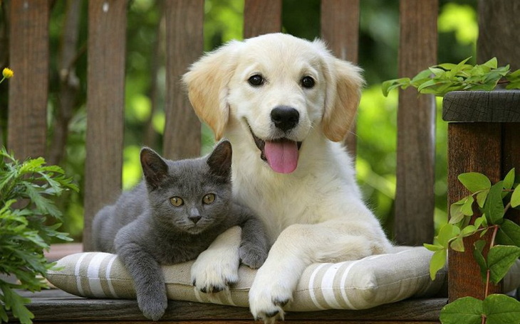 Zbiórka Na jedzenie dla psów i kotów - zdjęcie główne