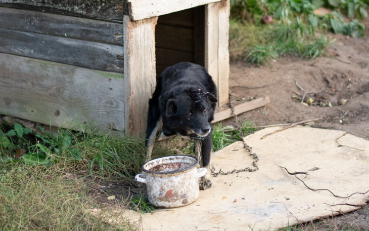 Zbiórka Dla Trójłapka i Kudłaczka - zdjęcie główne