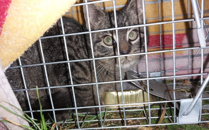 Zbiórka Na utrzymanie w DT kotka z ulicy - zdjęcie główne