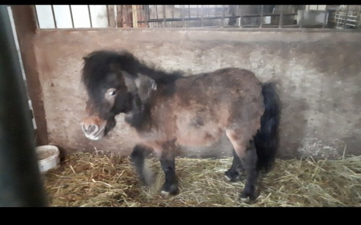 Zbiórka Kucyk do odratowania - zdjęcie główne