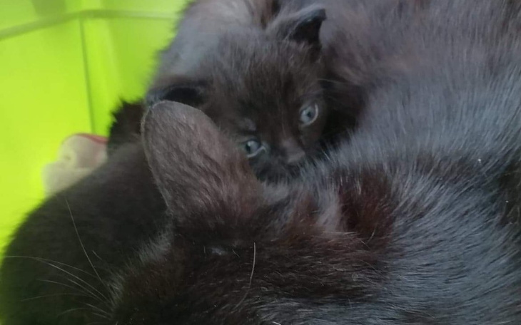 Zbiórka Kotka z dzieckiem wet,jedzenie - zdjęcie główne