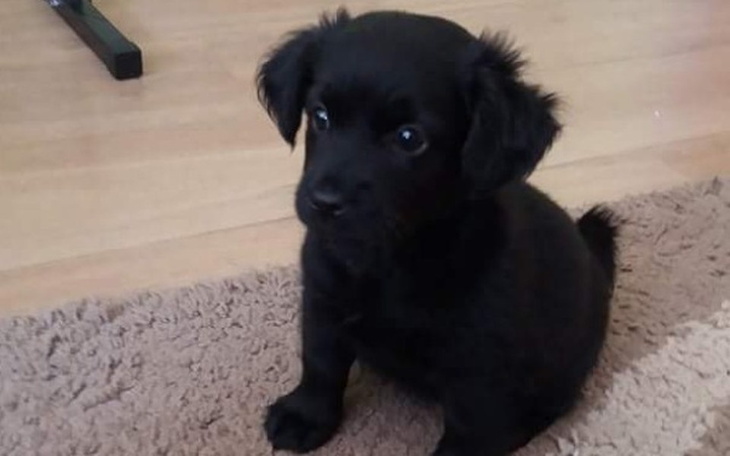 Zbiórka Bella - w poszukiwaniu szczęścia - zdjęcie główne