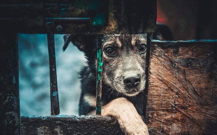 Zbiórka Fuuj! Robaki mają biedne psiaki - zdjęcie główne