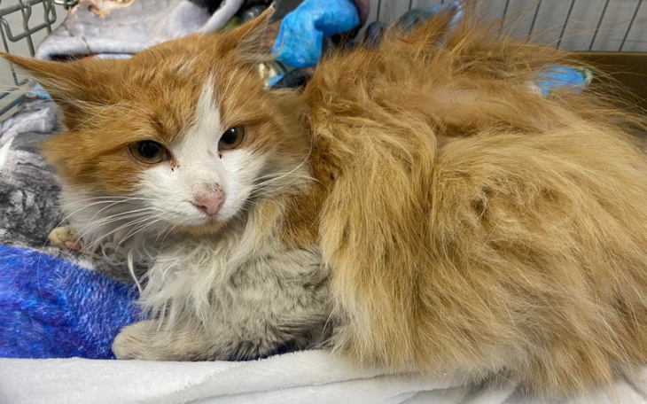 Zbiórka Zaniedbany kocurek - zdjęcie główne