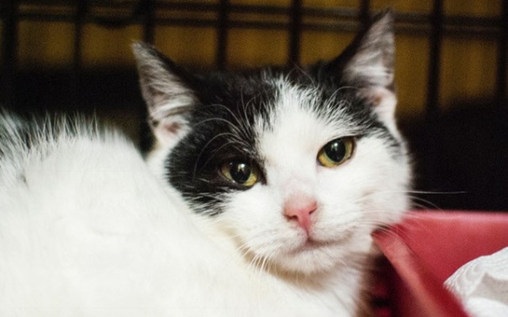 Zbiórka Staś i Nel -kocie sierotki - zdjęcie główne