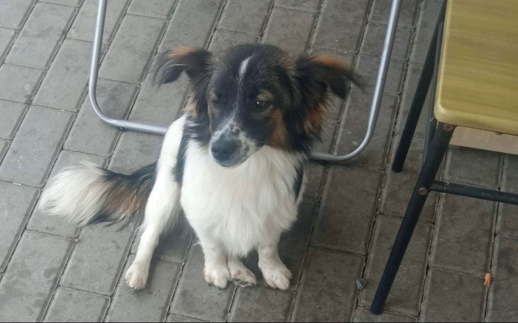 Zbiórka Transport to ostatnia szansa.. - zdjęcie główne