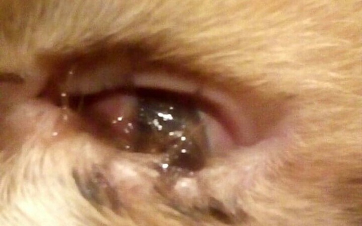 Zbiórka Diagnostyka-leczenie oka Dawida - zdjęcie główne