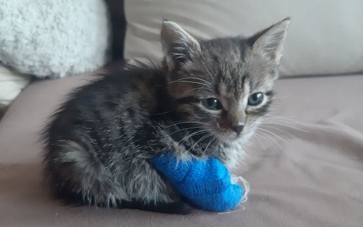 Zbiórka Na pełne brzuszki tymczasków - zdjęcie główne