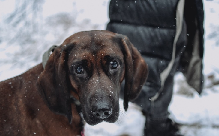 Brązowy pies w śniegu, z wyrazem ciekawości na twarzy.