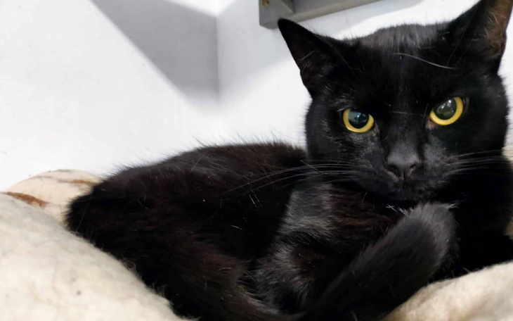 Czarny kot leżący na miękkim posłaniu, z wyrazistymi oczami.