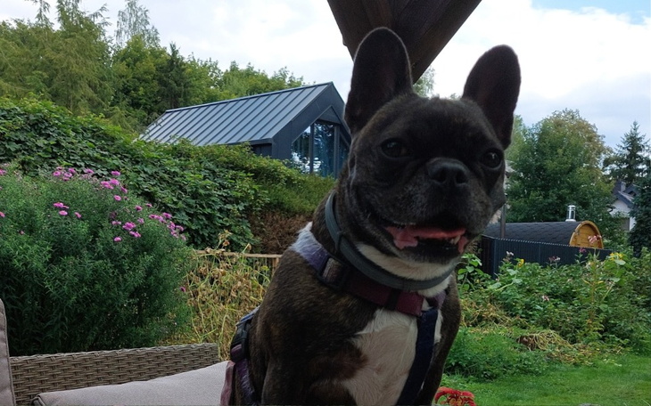 Zbiórka Pomoc w walce o zdrowie Sisi - zdjęcie główne