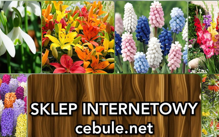 Zbiórka Wsparcie w rozwoju cebule.net - zdjęcie główne