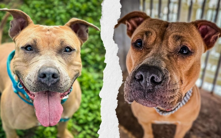 Dwa psy rasy pitbull, uśmiechające się do kamery.