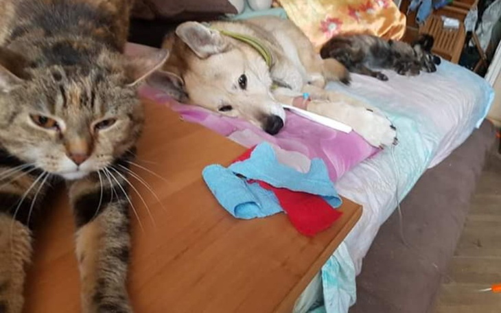 Zbiórka Terapia i leki 4 zwierząt p.Eli - zdjęcie główne