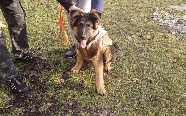 Zbiórka Wałbrzych schronisko - zdjęcie główne