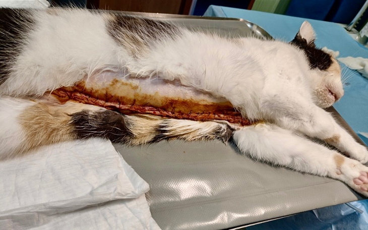 Kot po operacji, leżący na stole chirurgicznym.