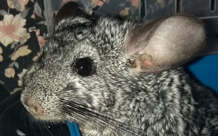 Zbiórka Leczenie szynszyla Foltesta - zdjęcie główne