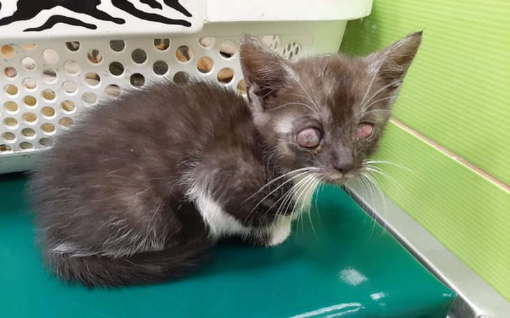 Zbiórka Filemon - wyrzucony jak śmieć - zdjęcie główne