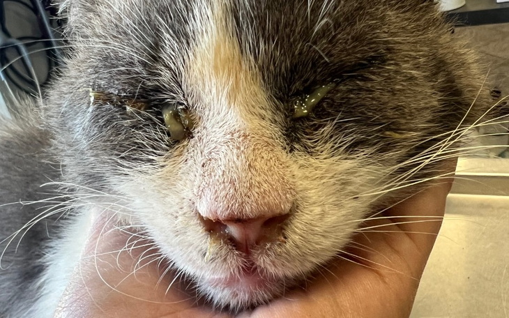 Zbiórka Na leczenie Gangstera - zdjęcie główne