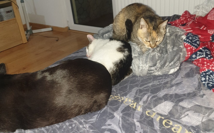 Zbiórka Nowy miesiąc Podopieczni u Mirki - zdjęcie główne