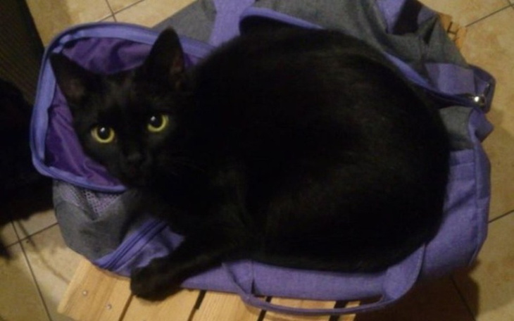 Zbiórka Operacja i leczenie Sabbatha - zdjęcie główne