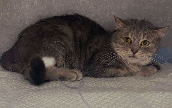 Kot leżący na szarej powierzchni, z wyrazem zdziwienia.