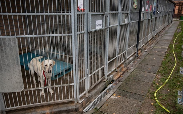 Zbiórka Zbiórka na schronisko w warszawi - zdjęcie główne