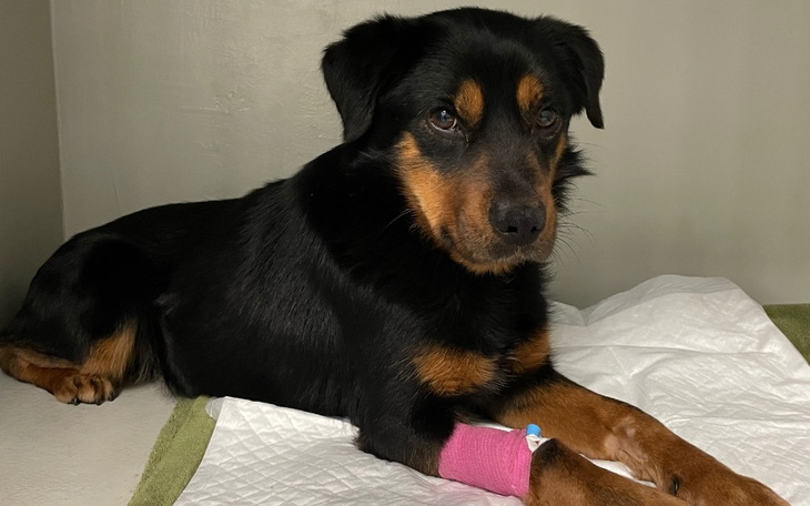 Zbiórka Ratujemy życie Rota - zdjęcie główne