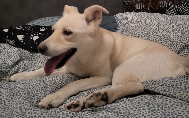 Pies leżący na łóżku, z językiem na wierzchu.
