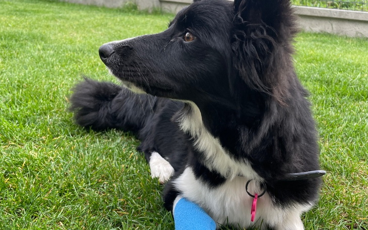 Zbiórka Pokrycie kosztów leczenia Cumy - zdjęcie główne