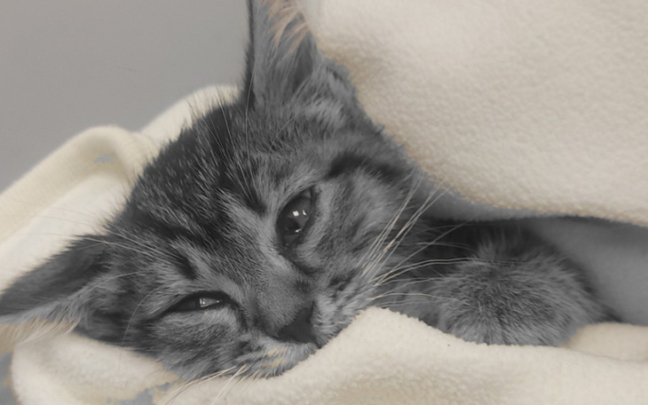 Zbiórka Kociątko odeszło, dług został. - zdjęcie główne